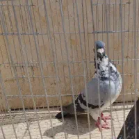 کبوتر نر گمشده