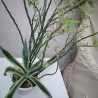گل طبیعی|گل و گیاه طبیعی|خوی, |دیوار
