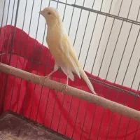 قناری نر پرتقالی معاوضه با قناری نر