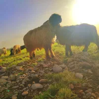 قوچ. کوه قوچ . نرمیش|حیوانات مزرعه|دزفول, |دیوار