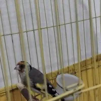 سهره فروشی|پرنده|تاکستان, |دیوار