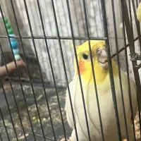 عروس هلندی مرغ عشق