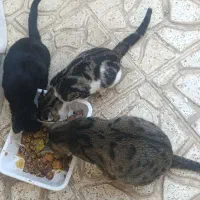 گربه مادر با دو توله هاش رایگان واگذار میشن|گربه|قنوات, |دیوار