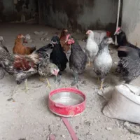 مرغ و خروس زینتی|حیوانات مزرعه|مشهد, صیدآباد|دیوار