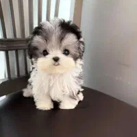 پوودل ، شیتزو‌|سگ|رشت, استادسرا|دیوار