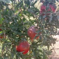 انار آبدار و درجه ۱|خوردنی و آشامیدنی|اصفهان, جلالیه|دیوار