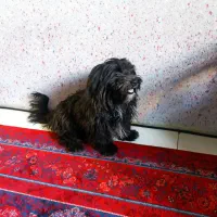 سگ ماده اشپتز تریر7ماهه