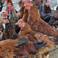 گوشت بوقلمون مرغ و خروس محلی گوشت غاز و اردک|خوردنی و آشامیدنی|صباشهر, |دیوار