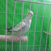 پرنده عروس هلندی