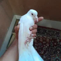 کبوتر سفید تهرانی
