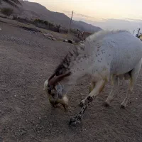 نری فروشی
