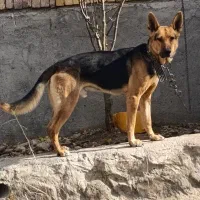 ژرمن|سگ|اراک, |دیوار