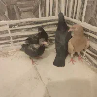 سلام جفت کبوتر