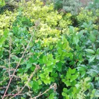 تعدادی گل گلدانی|گل و گیاه طبیعی|کلاچای, |دیوار