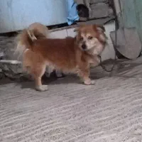 سگ اشپیتز جنسیت نر