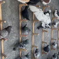 دسته 50تایی کبوتر پرشی