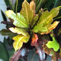 گیاه آپارتمانی|گل و گیاه طبیعی|تهران, آبشار تهران (دریاچه)|دیوار