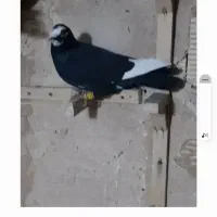 پنج عدد نر،ی ماده