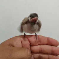 جوحه پرنده
