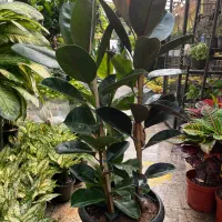 گل آپارتمانی فیکوس