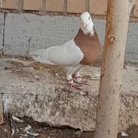 کبوتر طوقی|پرنده|شوشتر, |دیوار