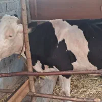 فروش گاو مونت اصل