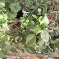 گل زیبا و سر زنده خانگی|گل و گیاه طبیعی|زنجان, |دیوار