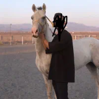 اسب ترکمن کورسی معاوضه هم دارم