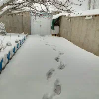 همخونه