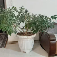 گل فروشی