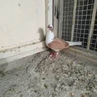 کبوتر|پرنده|شیراز, صاحب الزمان|دیوار