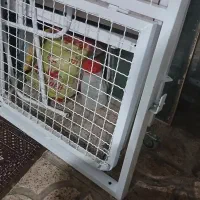 تخت|پزشکی|تبریز, |دیوار