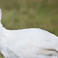 بوقلمون بیوتی