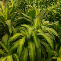 سرقلم انواع گیاه برای ریشه دار کردن