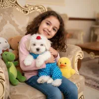 فروش سگ شیتزو فلت|سگ|تهران, شهرک غرب|دیوار