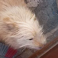 سگ شناسنامه دارشیتزو