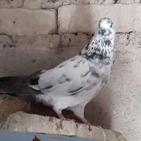 ماده درجه یک**
