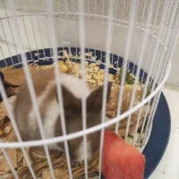 معاوضه خرگوش مینیاتوری تپل وناز یا تخفیف نقدی|موش و خرگوش|ارومیه, |دیوار