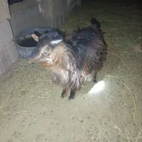 یک عدد بزغاله ماده قیمت عالی سالم محلی|حیوانات مزرعه|آیسک, |دیوار