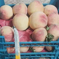 فروش میوه
