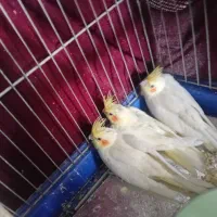 عروس هلندی