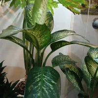 گلهای اپارتمانی سالم به قیمت مناسب|گل و گیاه طبیعی|تهران, دهقان|دیوار