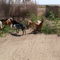ده‌تا‌کهر‌...۱۷‌بز‌ابسن۲۰‌روزه‌تا‌زایمان|حیوانات مزرعه|جیرفت, |دیوار