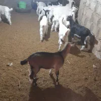 تعدادی بز وبزغاله از نژاد سانن