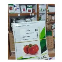 بهترین رقم بذر گوجه فرنگی را از ما بخواهید|حراج|داراب, |دیوار