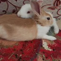 خرگوش|موش و خرگوش|کرمانشاه, |دیوار