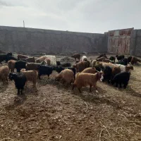 تعداد کره سبک