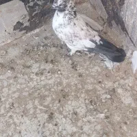 کفتر|پرنده|قم, آزادگان|دیوار