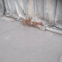 واگزاری