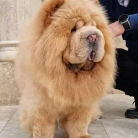 چاوچاو وارداتی جهت کشش